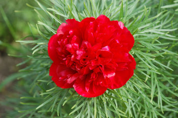 Heirloom Non-GMO Paeonia Red Tenufolia Flower Seeds for Planting – Fragrant Early-Blooming Garden Peonies