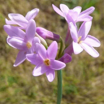 Heirloom Non-GMO Tulbaghia Violacea Flower Seeds for Planting – Fragrant Ornamental Flower Seeds