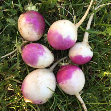 Turnip Purple Top White Globe Vegetable Seeds for Planting – Heirloom & Non-GMO Garden Seeds