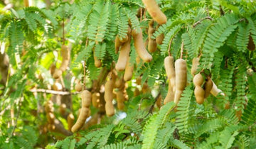 Green Tamarind Tree Seeds for planting- Tropical Tree Seeds - Green Tamarind Tree Seeds for planting- Tropical Tree Seeds – Fresh Herb for Your Garden