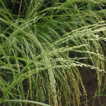 Teff (Eragrostis Tef) Herb Seeds