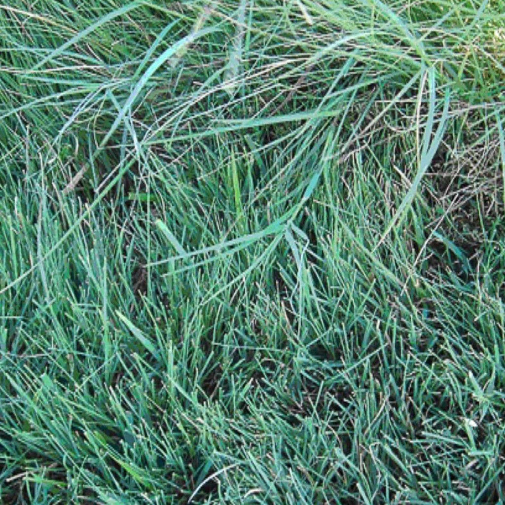 Texas Buffalo Grass (Bouteloua dactyloides var. texana) - Drought-Tolerant, Low-Maintenance Lawn Seed