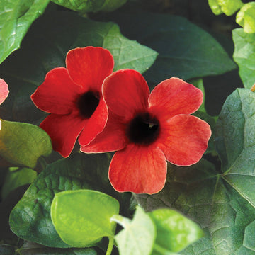 Heirloom Thunbergia Alata Flower Seeds, Non-GMO Black-Eyed Susan Vine for Garden Planting