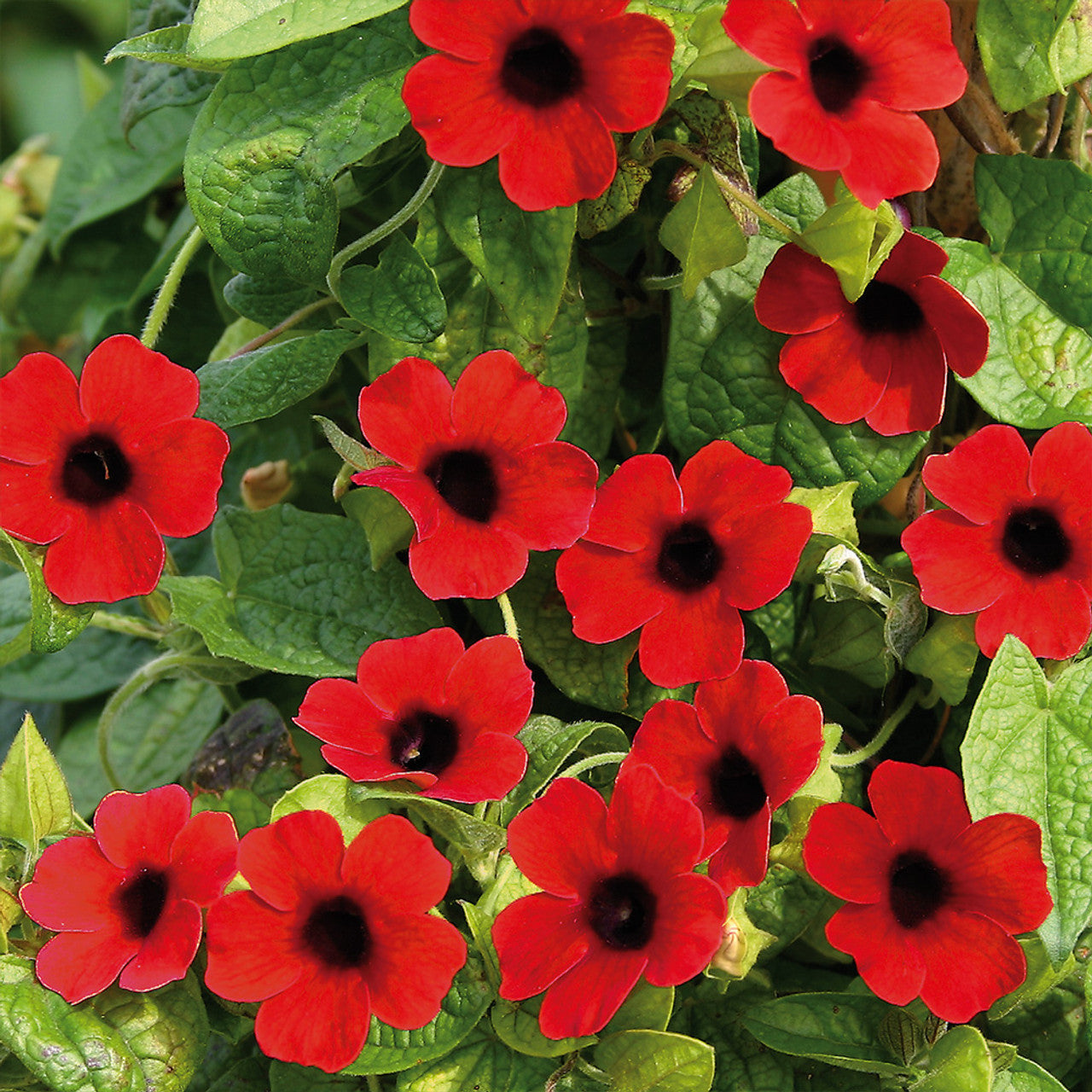 Heirloom Thunbergia Alata Flower Seeds, Non-GMO Black-Eyed Susan Vine for Garden Planting for planting in home garden