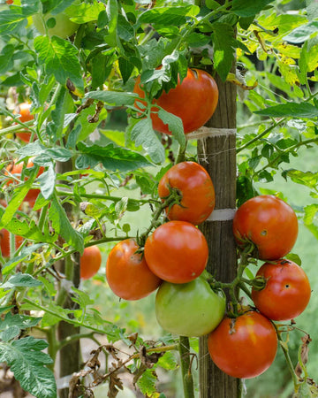 Virginia Sweets Tomato Vegetable Seeds