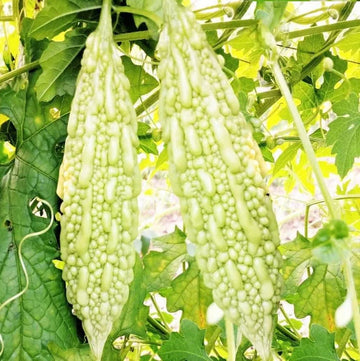 White Bitter Melon Vegetable Seeds