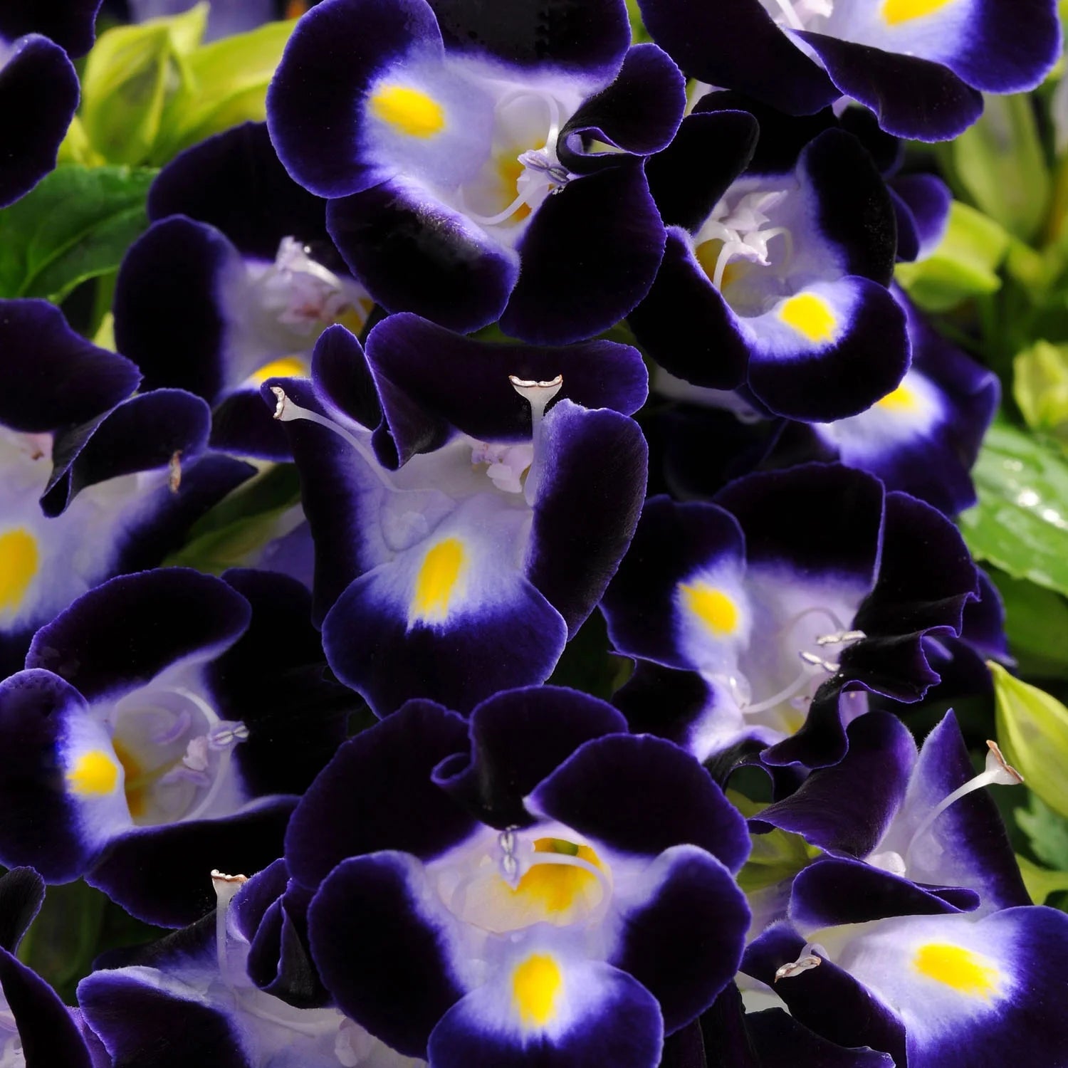 Torenia Kauai Flower Seeds for Planting 100 pcs - Kauai for planting in home garden