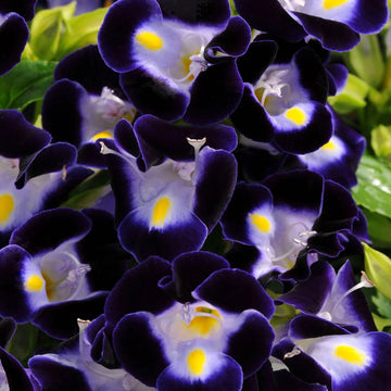 Torenia Kauai Flower Seeds for Planting 100 pcs