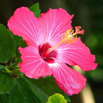 Heirloom Non-GMO Thick Pink Hibiscus Flower Seeds – Lush Tropical Blooms for Garden Planting