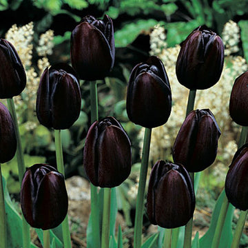 Black Tulip Flower Seeds for Planting â€“ Heirloom, Non-GMO, Unique Dark Blooms