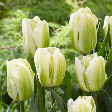 Green White Tulip Flower Seeds for Planting – Non-GMO, Heirloom Quality, Garden Flowers