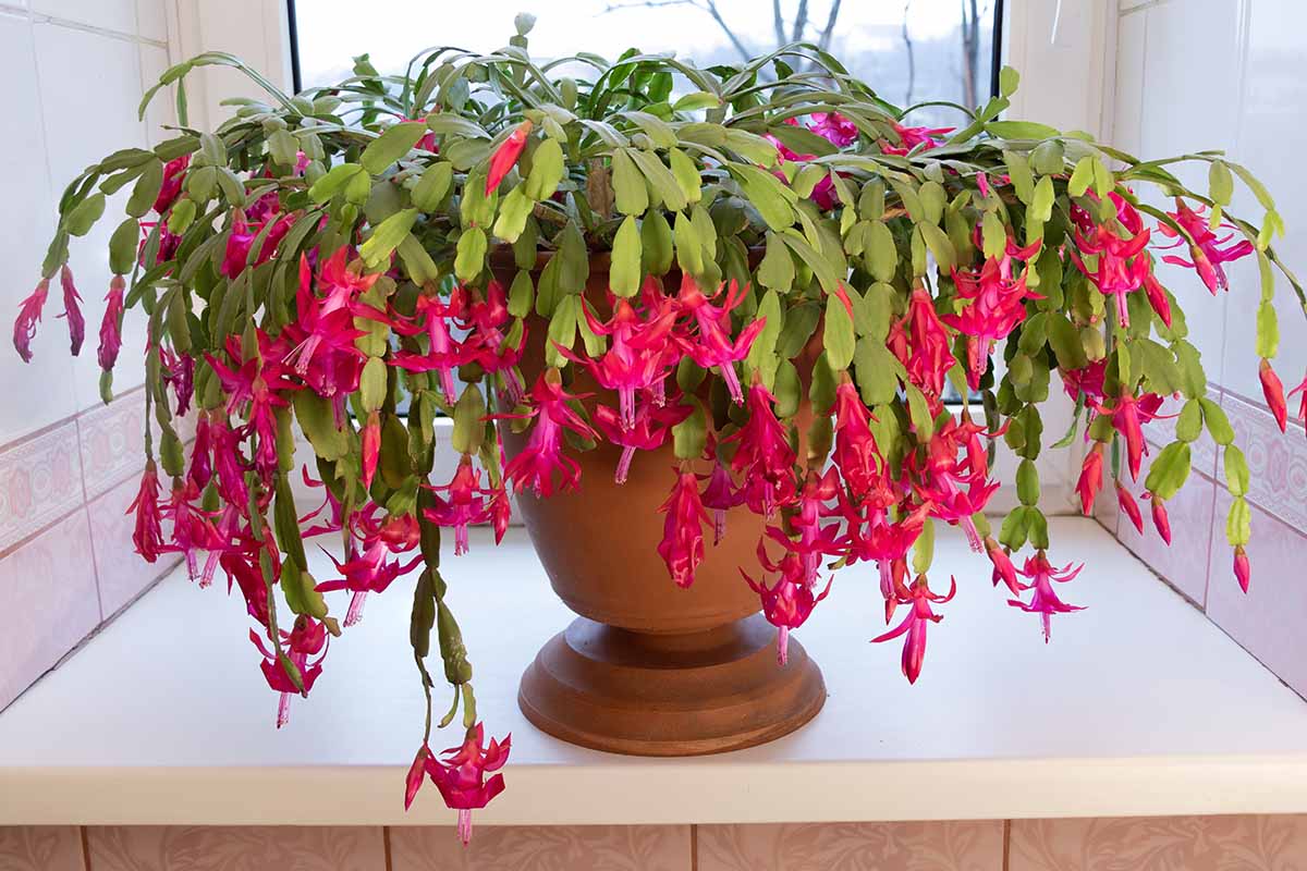 Heirloom Non-GMO Schlumbergera Flower Seeds for Planting – Ideal for Balcony Pots - Non-GMO for planting in home garden