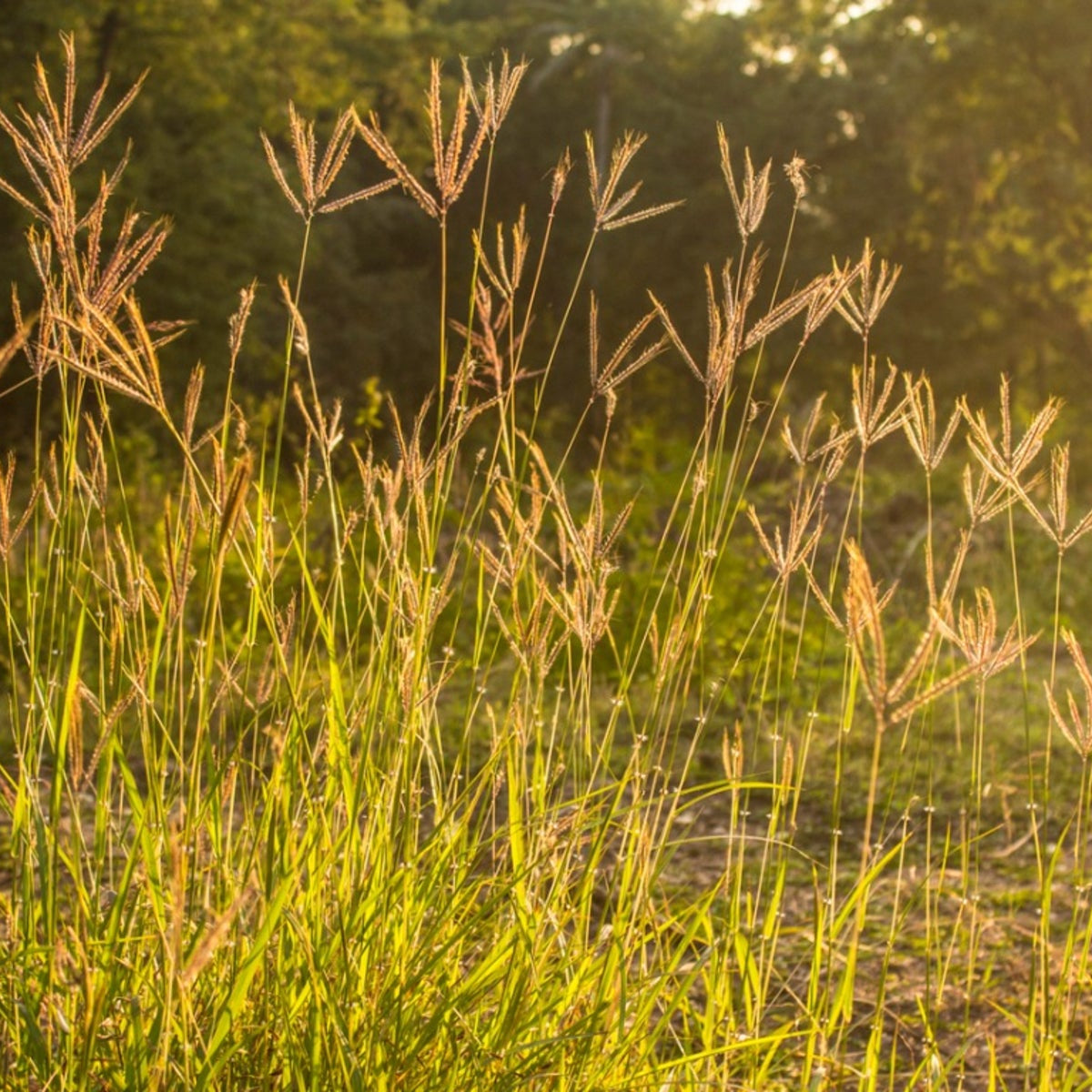 Windmill Buffalo Grass (Bouteloua dactyloides) - Premium Drought-Tolerant Lawn Seed