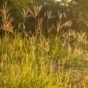 Windmill Buffalo Grass (Bouteloua dactyloides) - Premium Drought-Tolerant Lawn Seed