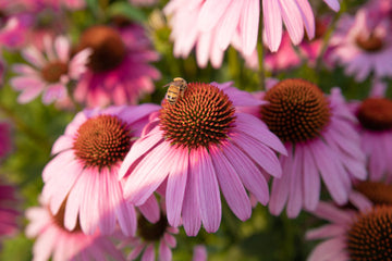 Purple Echinacea Wildflower Seeds for Planting - Heirloom & GMO Free Seeds, To attract Pollinators & Bees