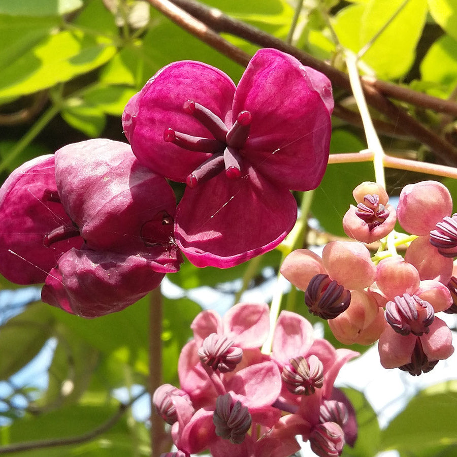 Heirloom (Heirloom scientific name) for planting in garden