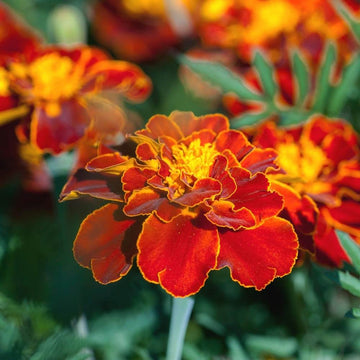 Heirloom Patula Flower Seeds, Non-GMO French Marigold Blooms for Colorful Garden Planting