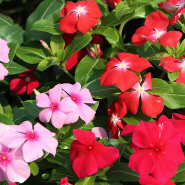 Heirloom Non-GMO Vinca Flower Seeds for Planting ƒ?? Mixed Colors, Easy-Grow Annual Blooms