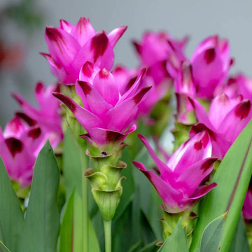 Heirloom Non-GMO Curcuma Alismatifolia Flower Seeds for Planting – Exotic Tropical Garden Blooms