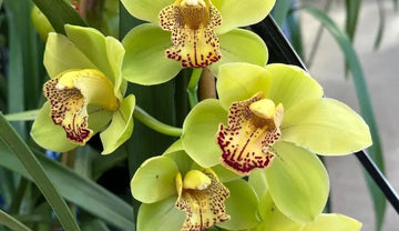Heirloom Cymbidium Orchid Seeds - Non-GMO Planting Flower Seeds