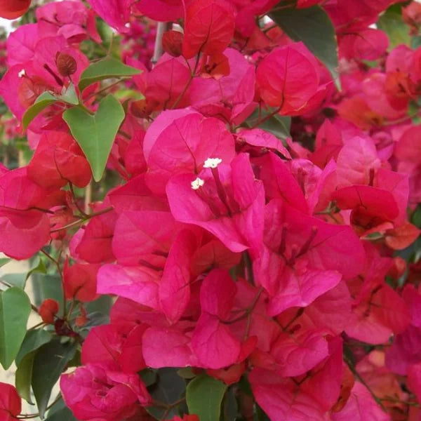 Pink Bougainvillea Plant Seeds for Planting â€“ NON GMO Seeds for planting in home garden