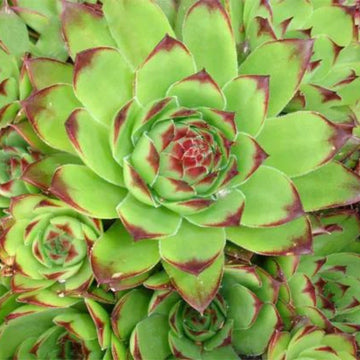 Green Sempervivum Plant Seeds for Planting - 100 pcs
