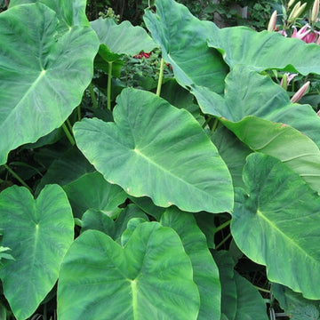 Heirloom Colocasia Elephant Ear Plant Seeds for Planting, Non-GMO