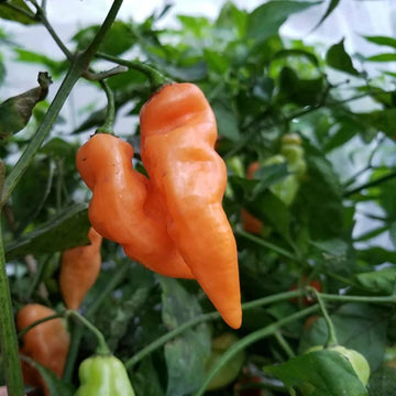 Habanada Pepper Vegetable Seeds