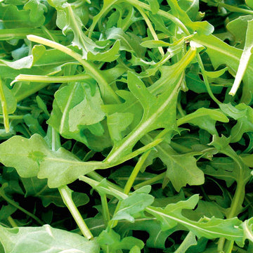 Rocket Plant Seeds for Planting, Fresh - NON GMO Seeds