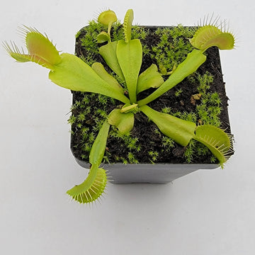 Green Venus Flytrap – Live Carnivorous Plant for Insect Control & Home Décor