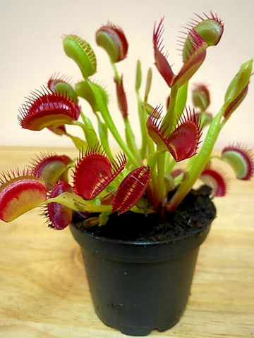 Venus Flytrap Seeds – Carnivorous Indoor & Outdoor Plants, Full Sun