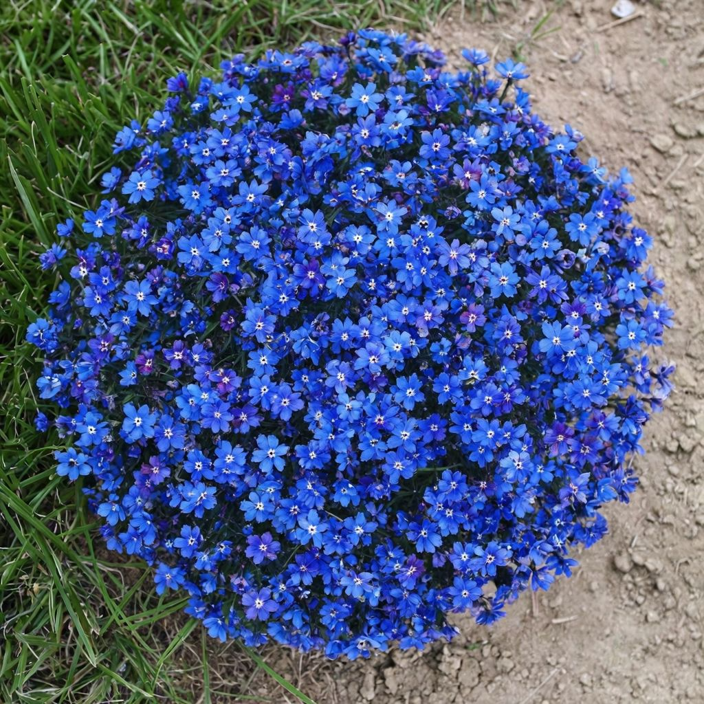 Aubrieta Blue Rock Cress Seeds for Planting - NON GMO Seeds