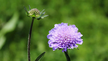 Heirloom Non-GMO Scabiosa Flower Seeds for Planting – Fragrant Pollinator-Friendly Garden Blooms