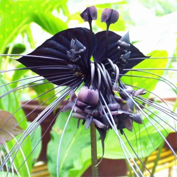 Heirloom Non-GMO Black Butterfly Orchid Flower Seeds for Planting – Rare Exotic Blooms for planting in your garden.