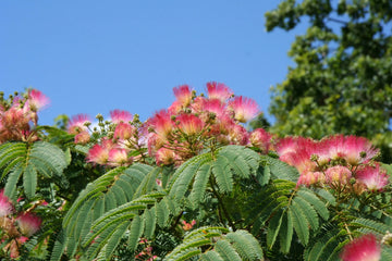 Heirloom Non-GMO Albizia Julibrissin Flower Seeds for Planting