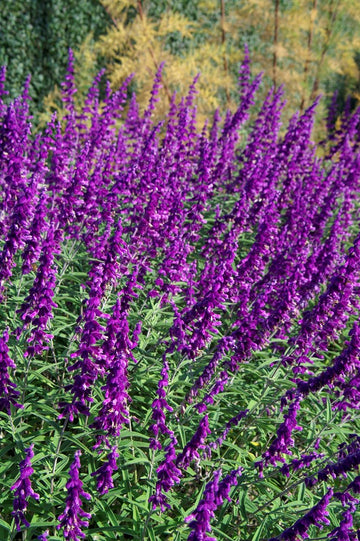 Lavender Barbara Flower Seeds – Heirloom, Non-GMO Seeds for Planting Fragrant Garden Blooms