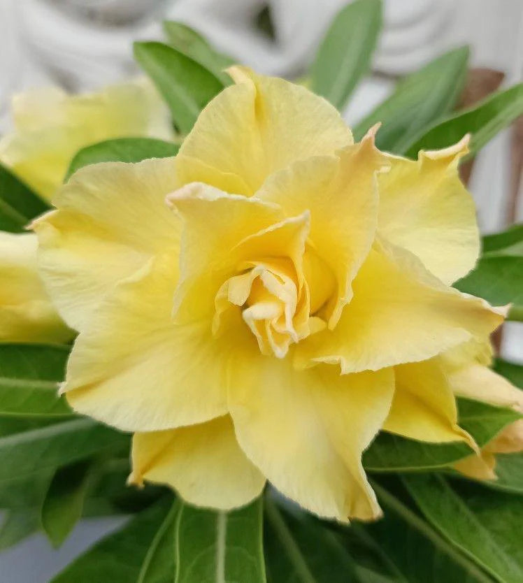 Light Lemon Yellow Adenium Flower Seeds for Planting â€“ Heirloom, Non-GMO, Tropical Plant for planting in home garden