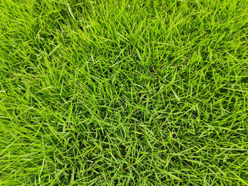 Zoysia Matrella Grass Seed