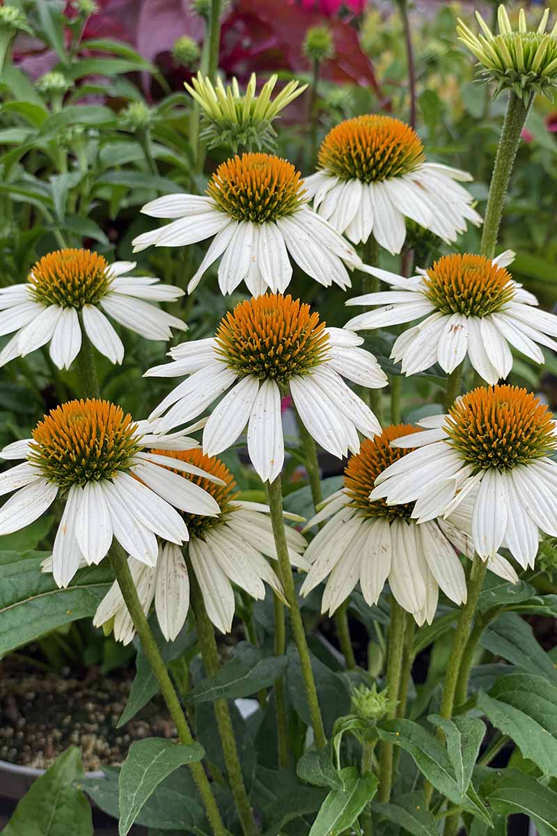 White Echinacea Flower Seeds for Planting - To attract Pollinators and Bees, Heirloom Seeds - Echinacea for planting in home garden