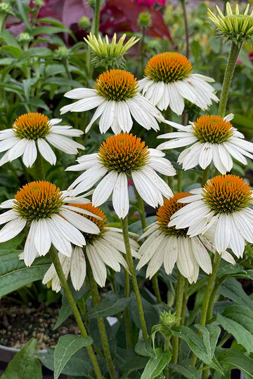 White Echinacea Flower Seeds for Planting - To attract Pollinators and Bees, Heirloom Seeds