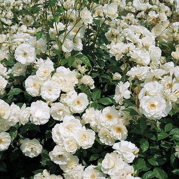 White Creeper Rose Plant Seeds for Planting Non-GMO Heirloom Garden Seeds for Home and Outdoor Growing
