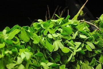 Green Methi (Fenugreek) Herb Seeds for Planting – Heirloom & Non-GMO S
