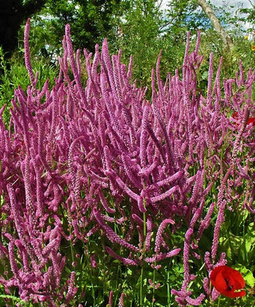 Heirloom Non-GMO Limonium Suworowii Flower Seeds – Ornamental Sea Lavender Flower Seeds