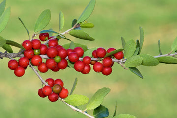 Heirloom Yaupon Flower Seeds, Non-GMO Caffeine-Rich Holly Blooms for Native Garden Planting