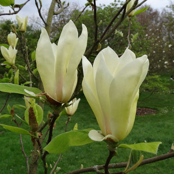 Organic Heirloom Non-GMO Light Yellow Yulan Seeds for Planting – Magnolia Blooms