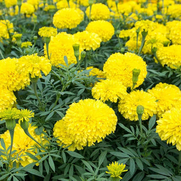 Heirloom Non-GMO Marigold Flower Seeds for Planting – Bright and Hardy Garden Blooms