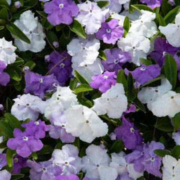 Brunfelsia Flower Seeds for Planting – Fragrant Blooms, Heirloom, Non-GMO Seeds