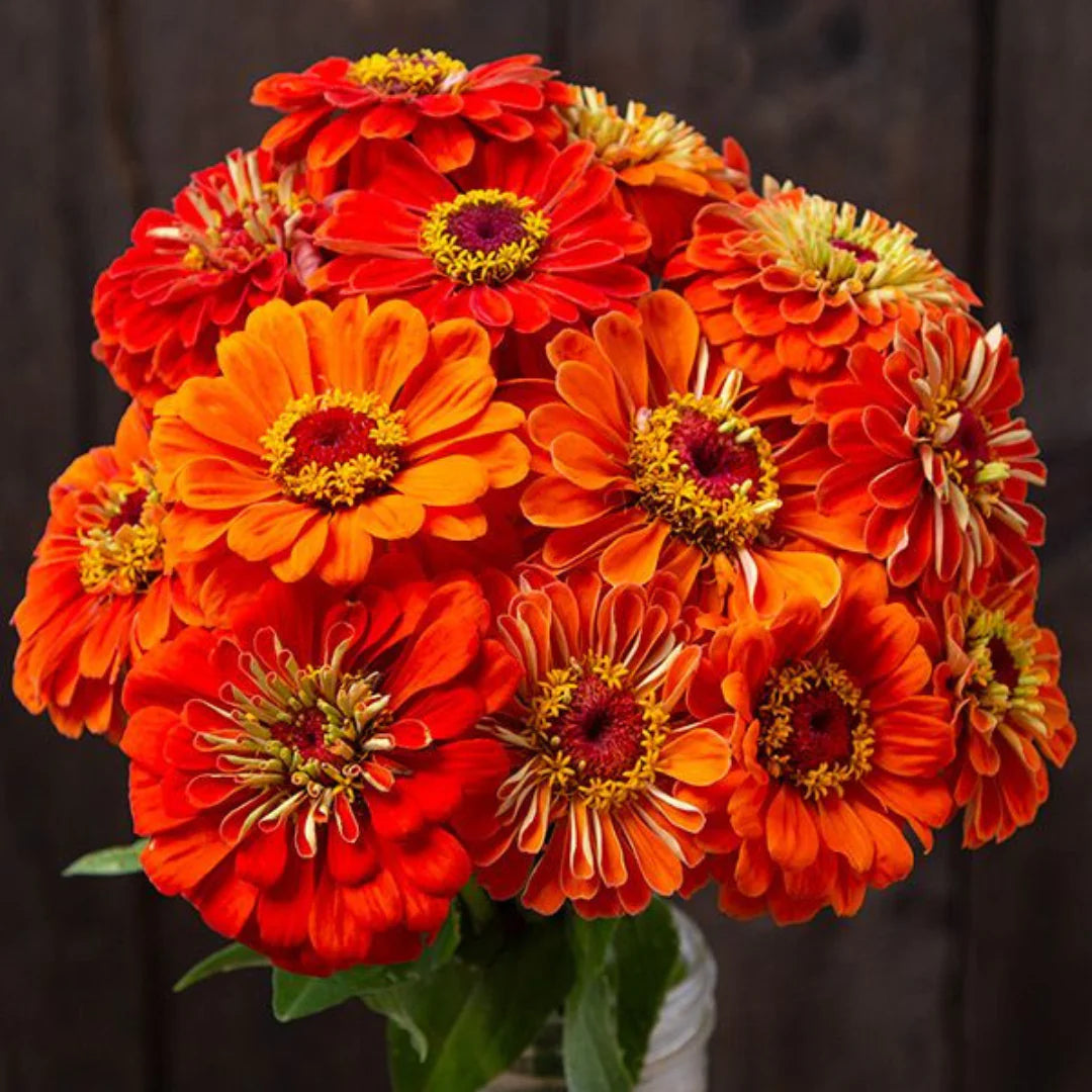 Orange Red Zinnia Flower Seeds for Planting – Vibrant Garden Blooms, Non-GMO, Heirloom Seeds