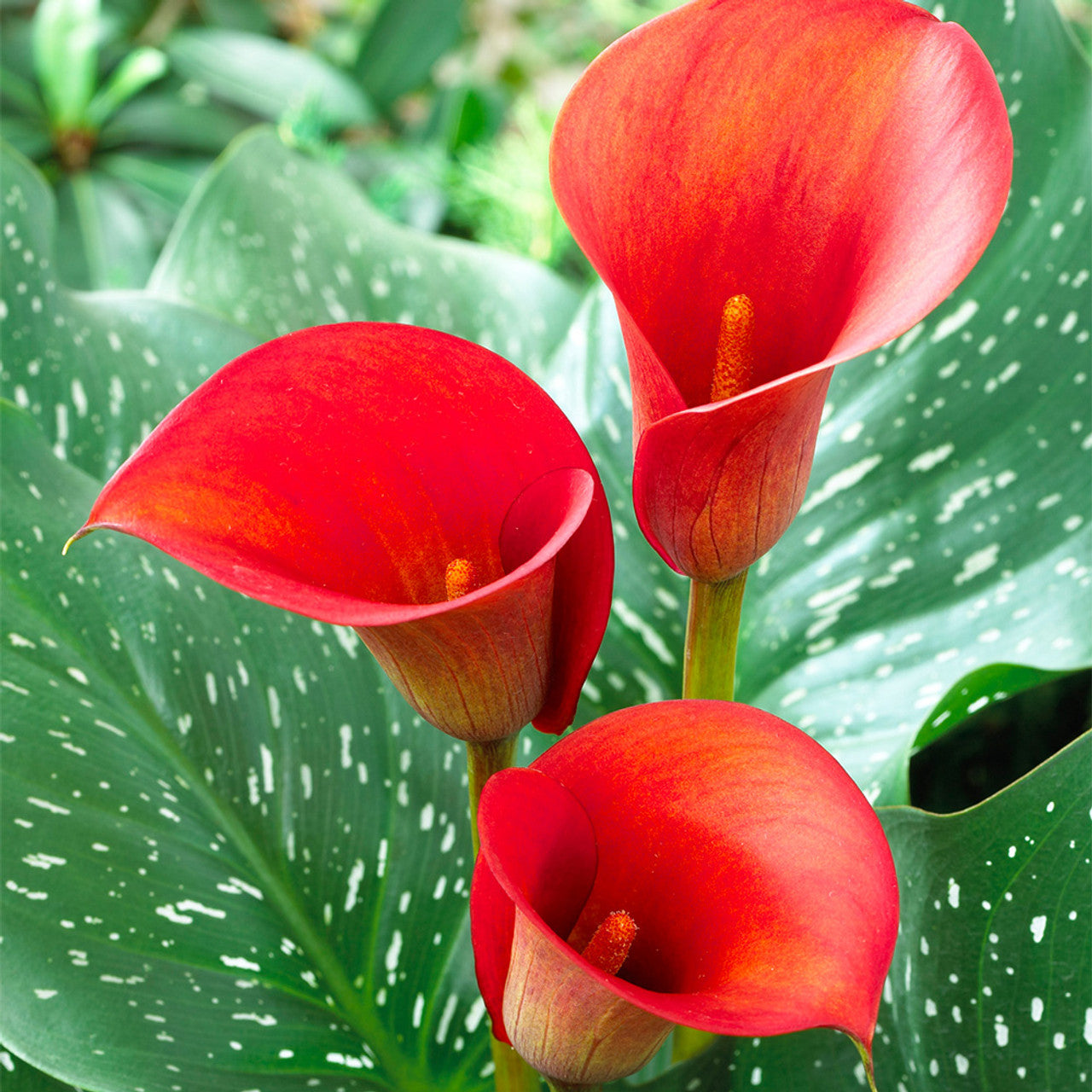 Heirloom Non-GMO Red Zantedeschia Aethiopica Flower Seeds for Planting – Elegant Calla Lily Blooms - Non-GMO for planting in home garden