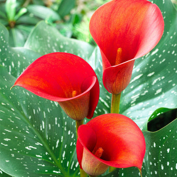 Heirloom Non-GMO Red Zantedeschia Aethiopica Flower Seeds for Planting – Elegant Calla Lily Blooms